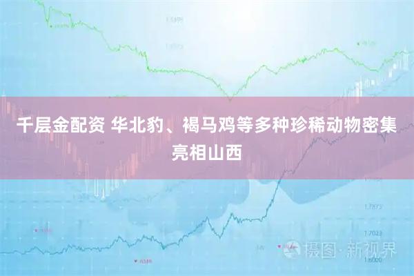 千层金配资 华北豹、褐马鸡等多种珍稀动物密集亮相山西
